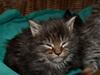 Maine Coon Princess Leia