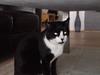 Huskat Henry