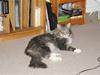 Maine Coon Shrek