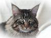 Maine Coon EkiriCoon´s Calypso
