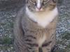 Huskat Nuser