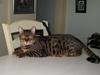 Bengal Orinoco
