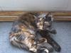 Maine Coon Zena