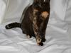 British Shorthair Moore Beauty Ghana bri f