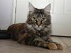 Maine Coon DK Preclude Miss Speed