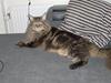 Maine Coon Kathleen [ Himmelkat]