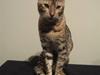 Bengal Seven of Diamond