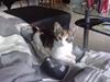 Huskat Plet
