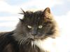 Blanding af racer Bamse (hjemmeboende)
