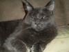 Maine Coon Buller R.I.P mors baby [ Himmelkat]