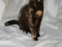 British Shorthair Moore Beauty Ghana bri f