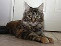Maine Coon DK Preclude Miss Speed
