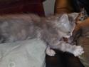Blanding af racer Kitty