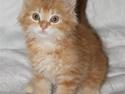 Maine Coon Moore Beauty Appel Big