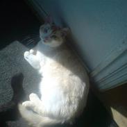 Blanding af racer Smeagol