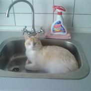 Blanding af racer Smeagol