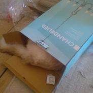 Blanding af racer Smeagol