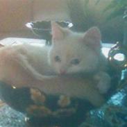 Blanding af racer Smeagol