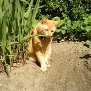 Blanding af racer Garfield (kaldes Gaffe)