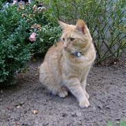 Blanding af racer Garfield (kaldes Gaffe)