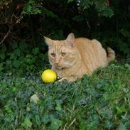 Blanding af racer Garfield (kaldes Gaffe)