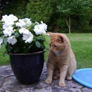 Blanding af racer Garfield (kaldes Gaffe)