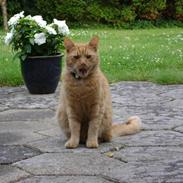 Blanding af racer Garfield (kaldes Gaffe)