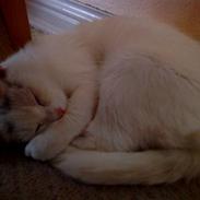 Blanding af racer Misser RIP :'( 