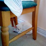 Blanding af racer Misser RIP :'( 