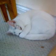 Blanding af racer Misser RIP :'( 