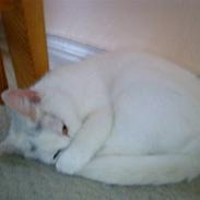 Blanding af racer Misser RIP :'( 