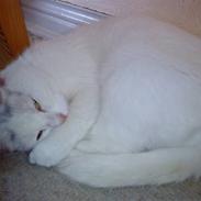 Blanding af racer Misser RIP :'( 