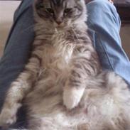 Blanding af racer Felix - Bortgivet! :(