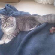 Blanding af racer Felix - Bortgivet! :(