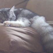 Blanding af racer Felix - Bortgivet! :(