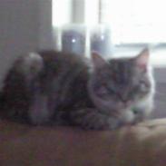 Blanding af racer Felix - Bortgivet! :(