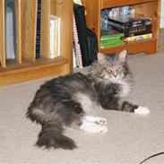 Maine Coon Shrek
