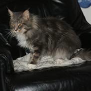 Maine Coon Shrek