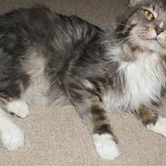 Maine Coon Shrek