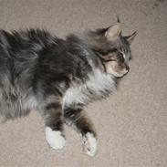 Maine Coon Shrek