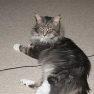 Maine Coon Shrek