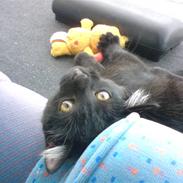 Huskat Luci
