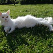 Maine Coon Kisser R.I.P