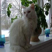 Maine Coon Kisser R.I.P