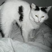 Blanding af racer Plet