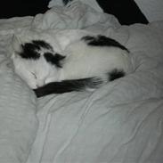 Blanding af racer Plet