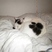 Blanding af racer Plet