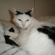 Blanding af racer Plet