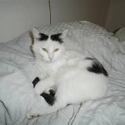 Blanding af racer Plet