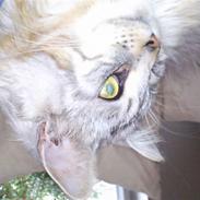 Maine Coon Rushcutter´s Uncle Sam